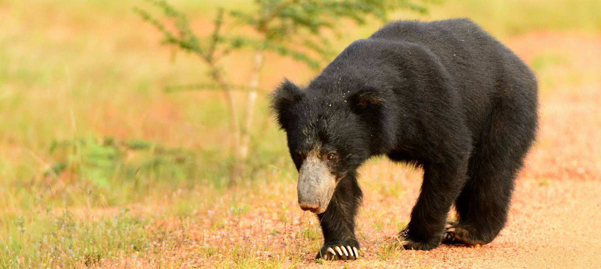 Sloth Bear Shutterstock 410196538