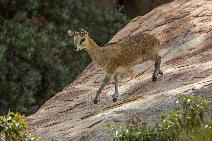 Klipspringer, Kruger, South Africa shutterstock_1554653162.jpg