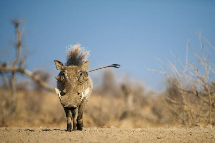 Warthog, Botswana shutterstock_753162913.jpg