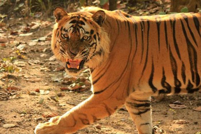 Tiger, Bandhavgarh (Himanshu Rathore)