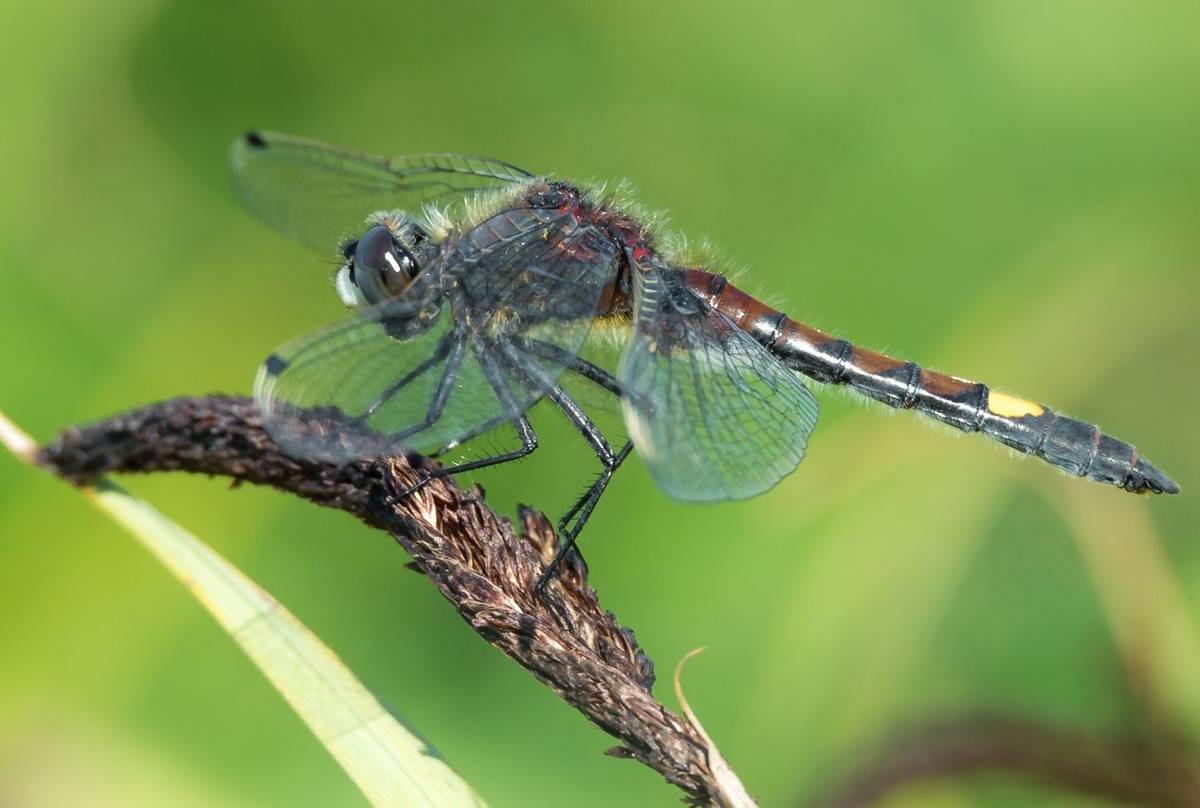 Yellow Spotted Whiteface Dragonfly  Shutterstock 433282213