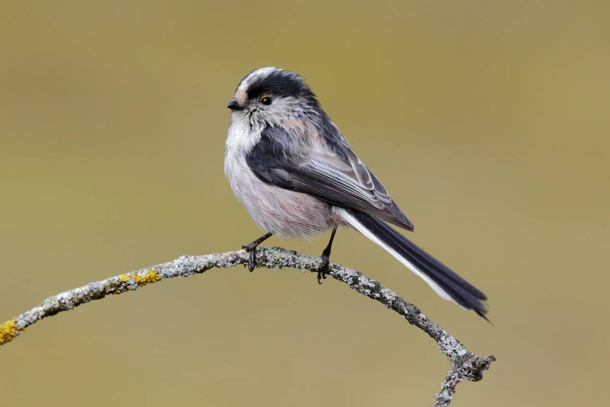 Long-tailed Tit shutterstock_465331457.jpg