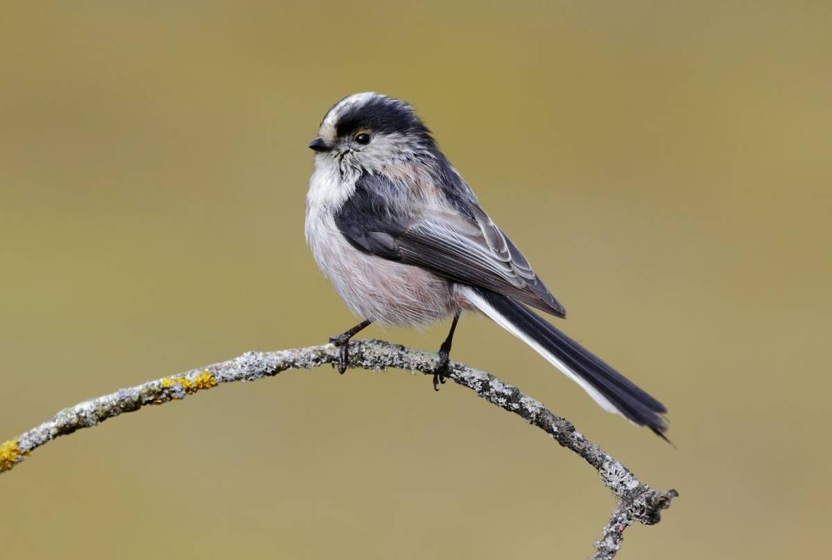 Long-tailed Tit shutterstock_465331457.jpg