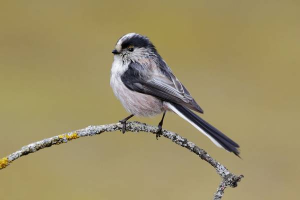 Long-tailed Tit shutterstock_465331457.jpg