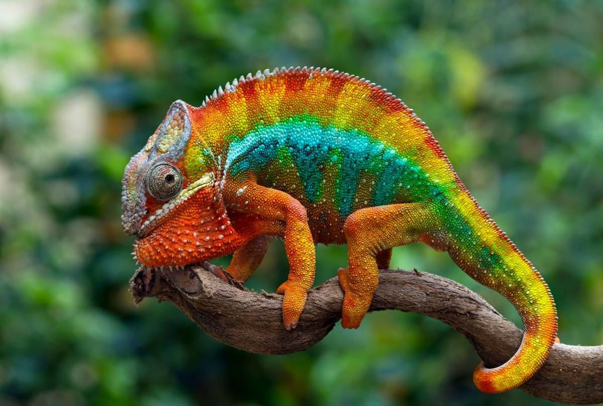 Panther Chameleon shutterstock_1793473135.jpg