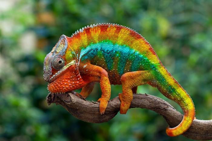 Panther Chameleon shutterstock_1793473135.jpg