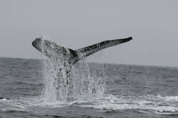 Humpback Whale (Brian West)