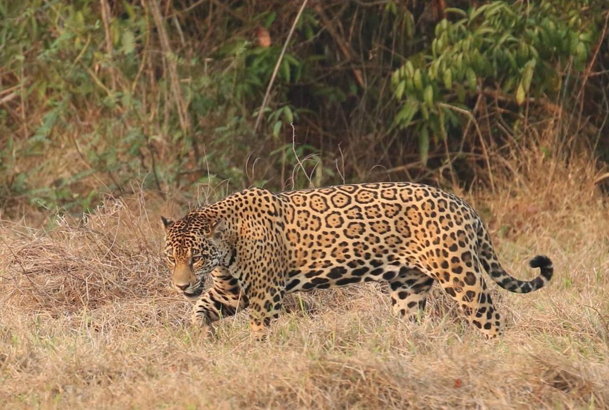 Jaguar (Robin Smith)