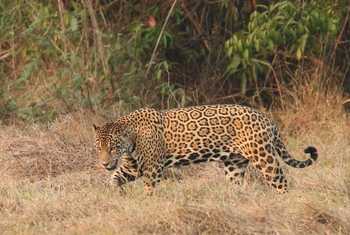 Jaguar (Robin Smith)