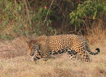 On Safari in Colombia - In Search of the Jaguar!