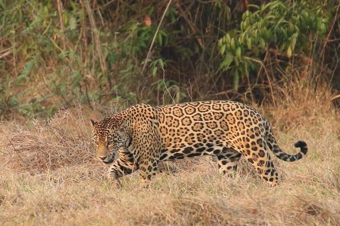 Jaguar (Robin Smith)