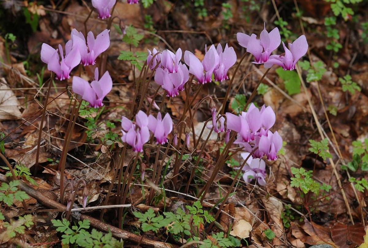 Cyclamen hederifolium 2 (David Morris).jpg