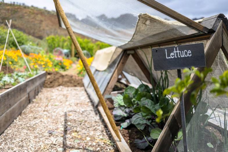 the-ranch-malibu-garden-Signs-Lettuce.jpg