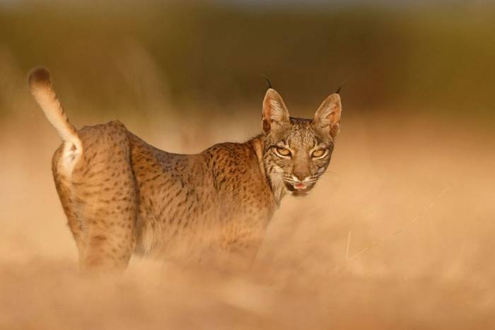 Iberian Lynx, Spain (Wild Watching Spain) (2).jpg