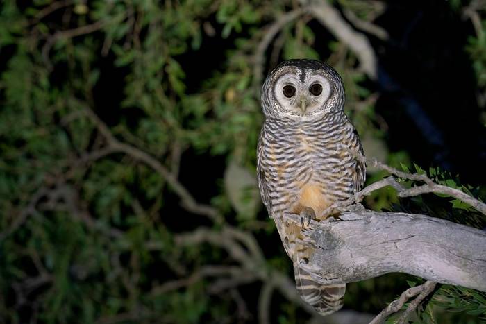 Chaco Owl, Paraguay shutterstock_2206031645.jpg