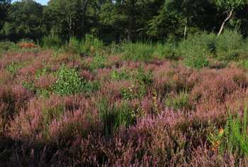 The Backwarden nature reserve.JPG