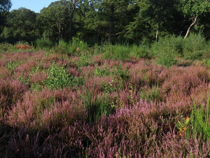 The Backwarden nature reserve.JPG