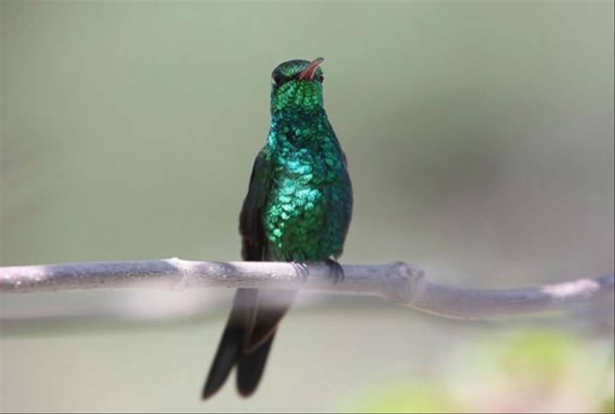 Cuban Emerald (Steve Wakeham)