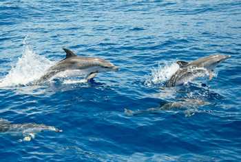 Atlantic Spotted Dolphins, Azores Shutterstock 463179536