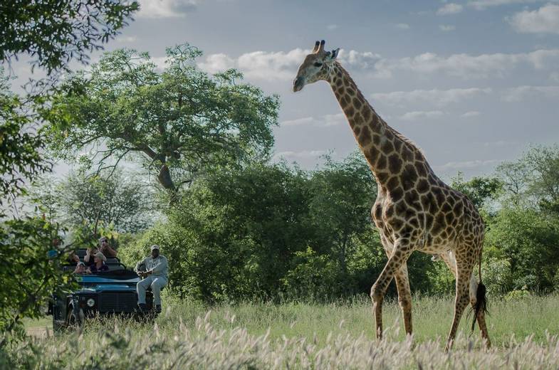 African Travel Inc South Africa -Safari Giraffe.jpg