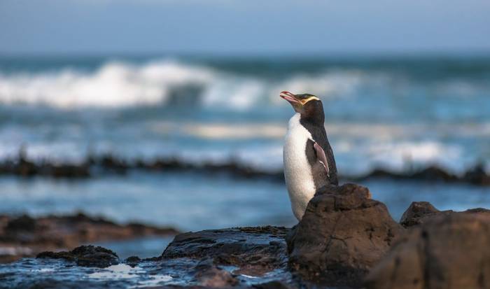 Yellow-eyed penguin Curio Bay, New Zealand shutterstock_344514386.jpg