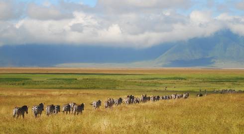 NAIROBI to HARARE (22 days) Savanna Dawn