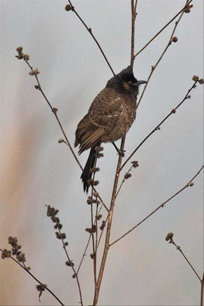 Red-vented Bulbul, (Ron Brown)