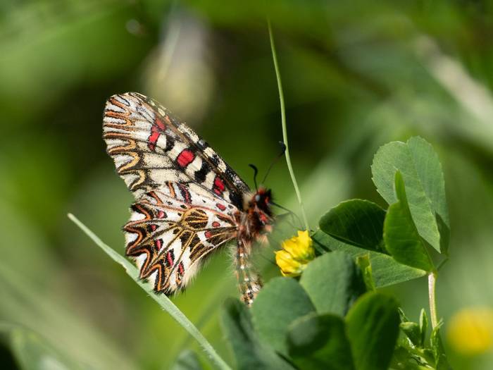 Southern Festoon butterfly (John Willsher).jpg