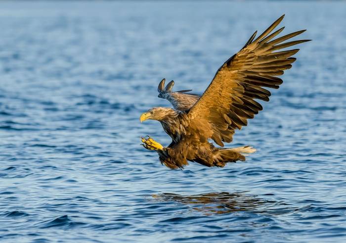 White-tailed Eagle
