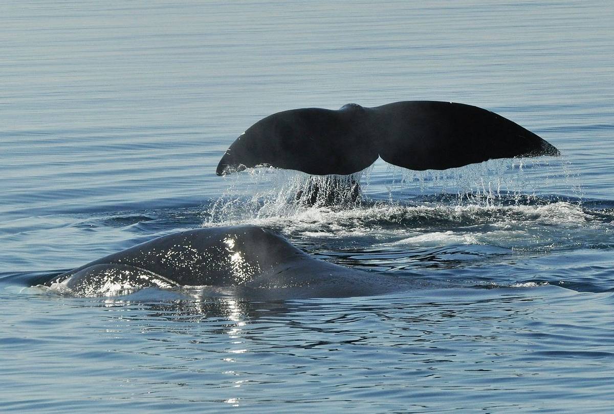 Bowhead-Whales (Tim Melling).jpg