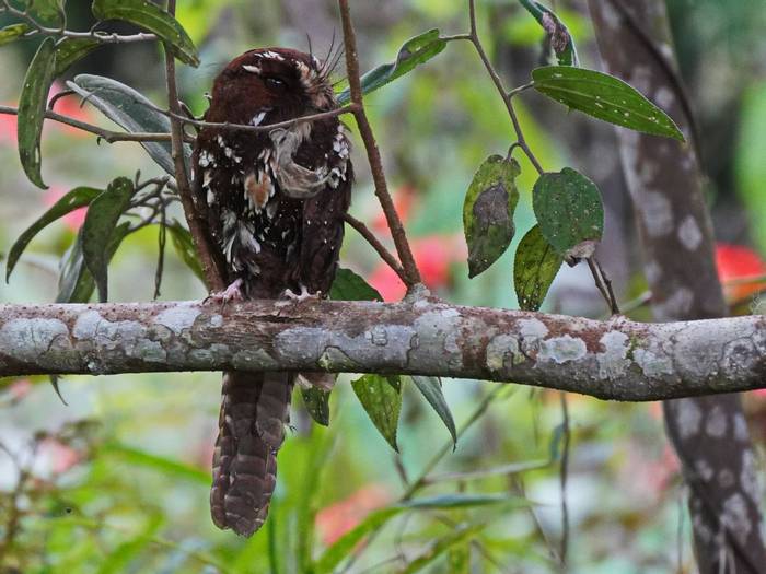 Feline Owlet Nightjar by Peter Stephens.JPG