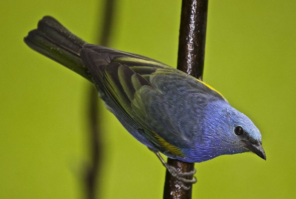 Golden-chevroned Tanager (Dani Free)