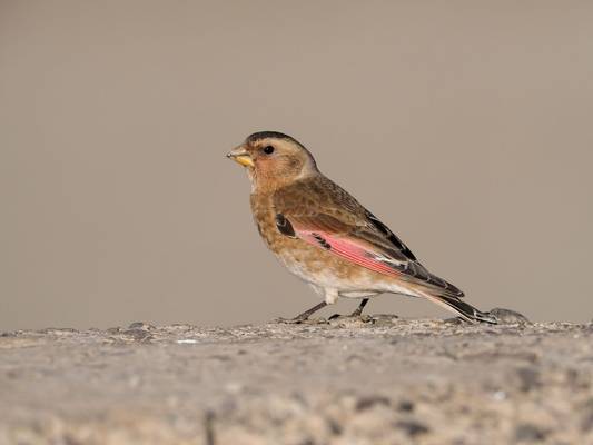 Crimson Winged Finch, Morocco Shutterstock 1057500671