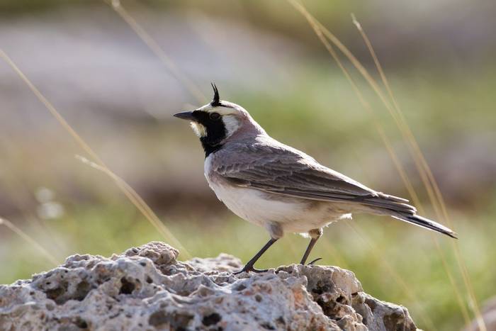 Horned Lark