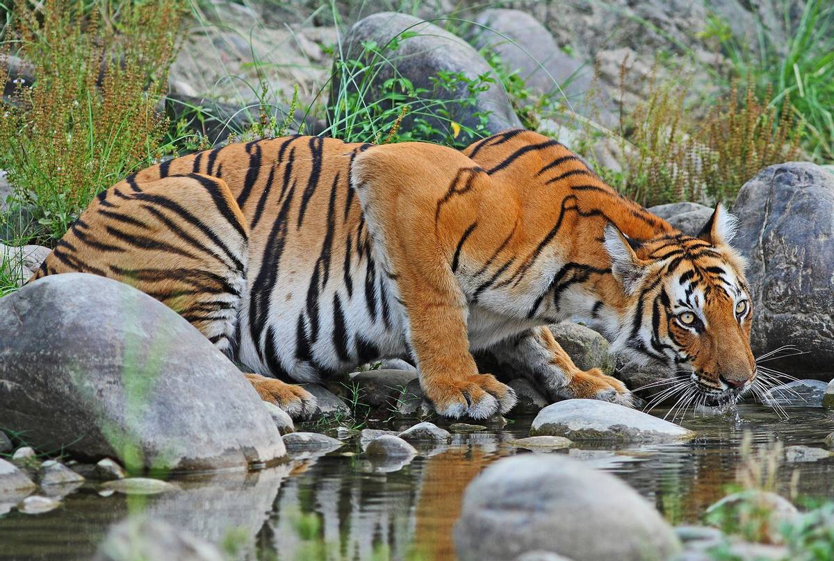 Tiger, Chitwan National Park, Nepal shutterstock_711276316.jpg