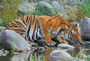 Tiger, Chitwan National Park, Nepal shutterstock_711276316.jpg