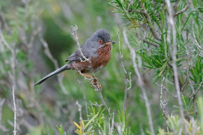 Dartford Warbler