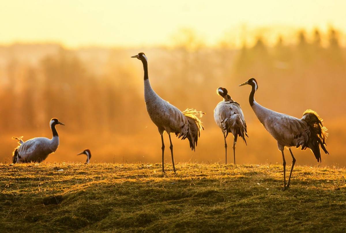 Common Cranes