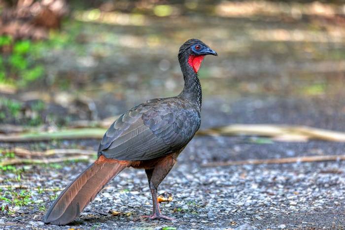 Crested Guan