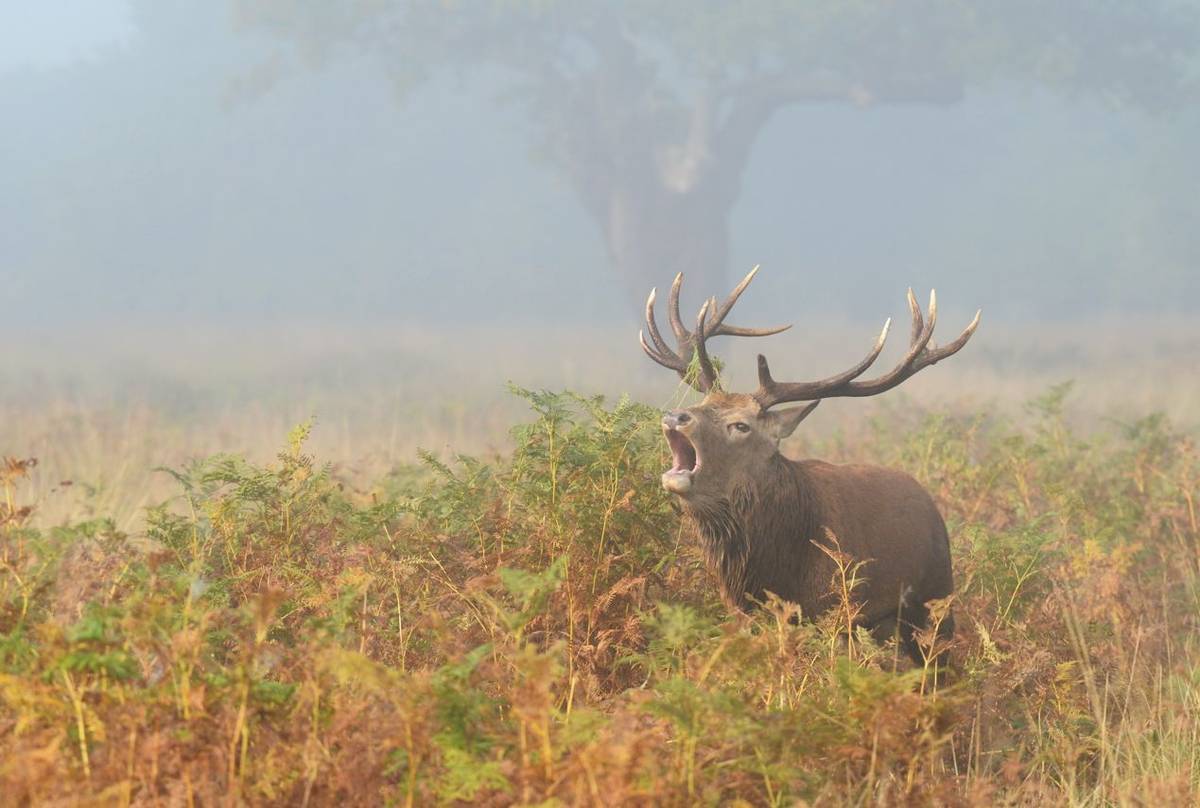 Red deer shutterstock_331097552.jpg