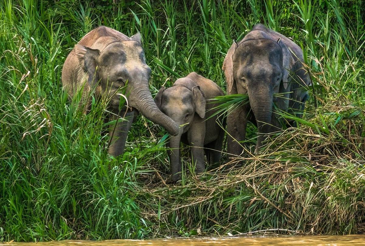 Bornean Pygmy Elephant Shutterstock 450323725