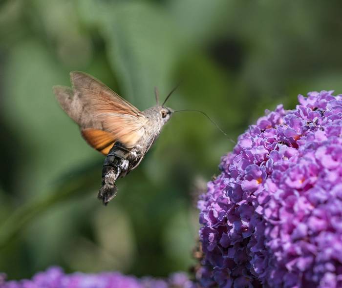 Humming-bird Hawk Moth © Valerie Walker