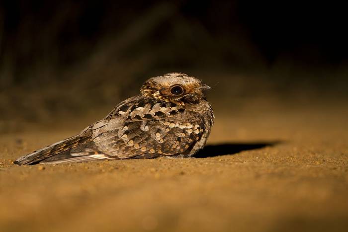 Fiery-necked Nightjar