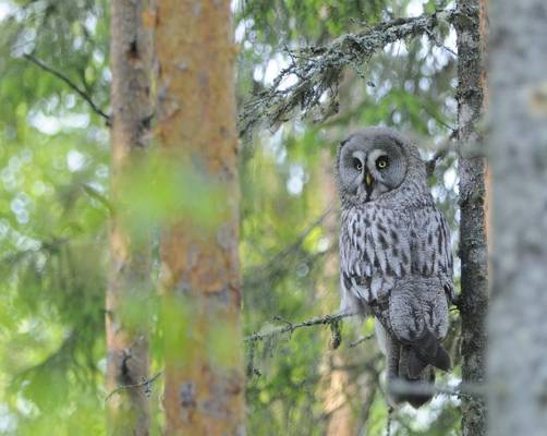 great grey owl (Adam selmeczi kovacs)