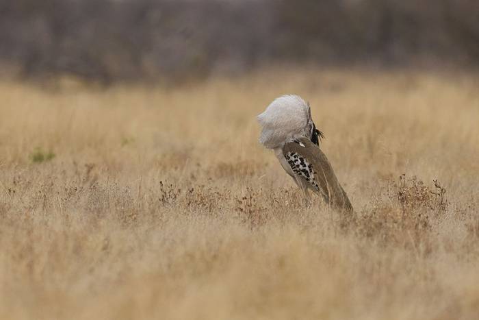 Kori Bustard, Namibia shutterstock_2829386313.jpg