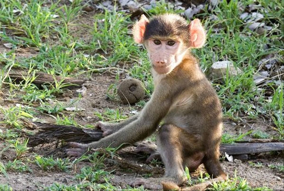 Chacma Baboon (Leon Marais)