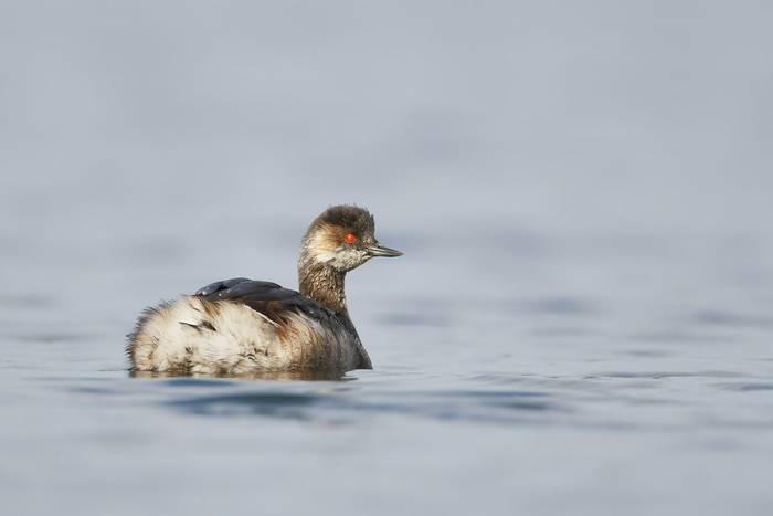 Black-necked Grebe shutterstock_402794302.jpg