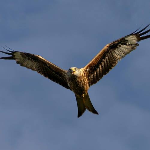Red Kite
