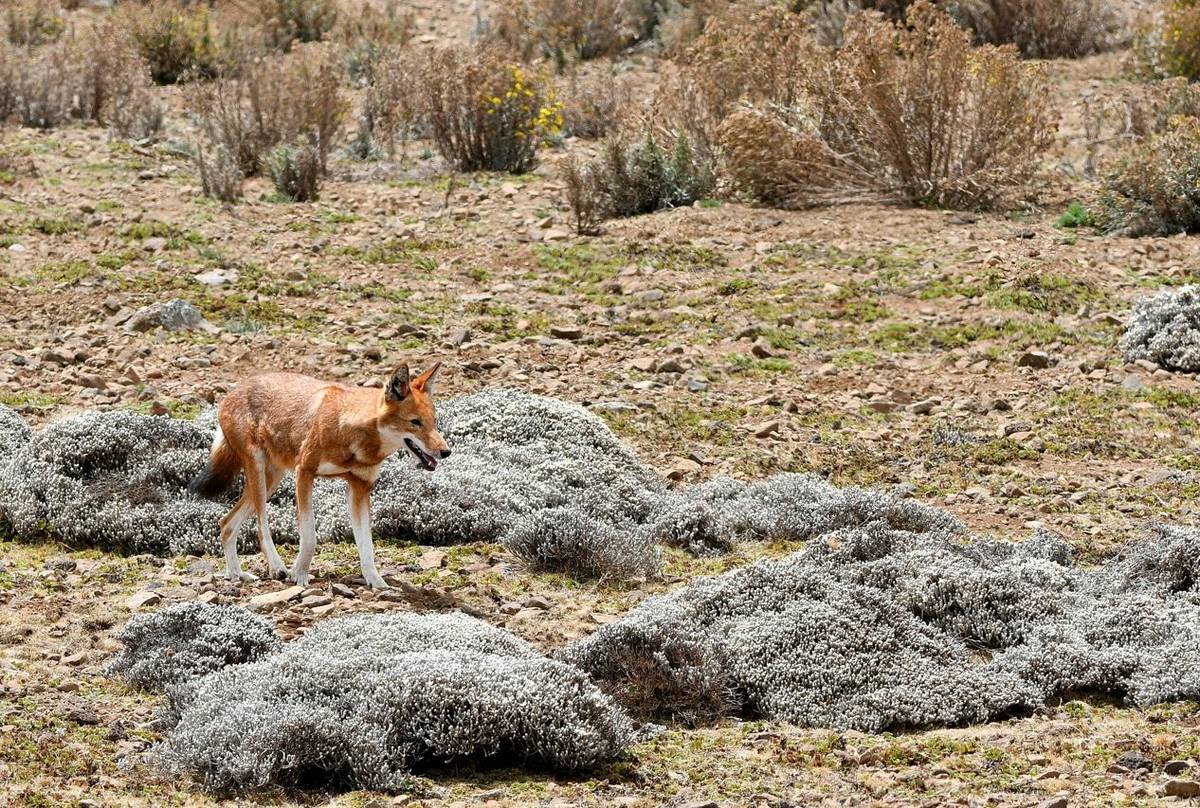 Ethiopian Wolf (Helen Pinchin)