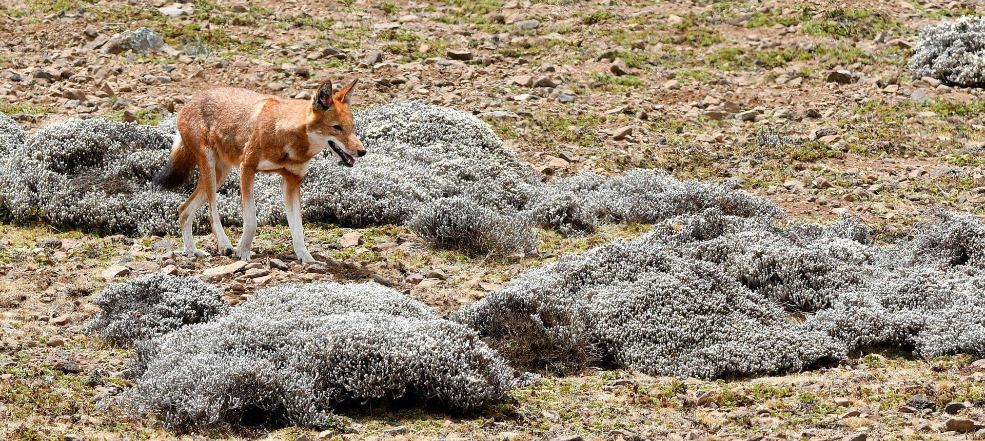 Ethiopian Wolf (Helen Pinchin)